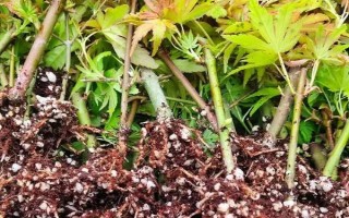 楓樹苗的價(jià)格和繁殖方式，會受到品種、規(guī)格、樹齡等條件的影響