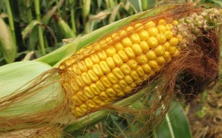 阜研168玉米品種簡介，中抗彎孢菌葉斑?。?-5級）