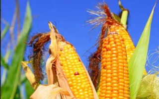 巨豐888玉米品種簡介，4月中旬至5月中旬播種