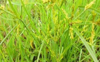 香附用什么土種植，選擇有機質(zhì)含量高且透氣性較好的沙土或者沙壤土