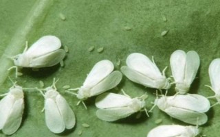 啶蟲脒的使用方法和用量，可防治蔬菜、棗、蘋果樹上的蚜蟲