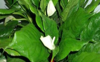 萬年青開花的寓意，象征吉祥如意、即將迎來好運