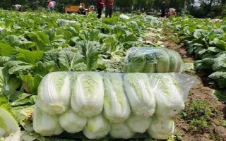 白菜什么時(shí)候收，一年四季均可采收