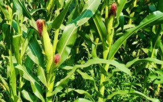 致泰13號玉米品種的特性，中抗莖腐病
