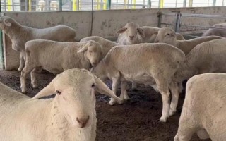種公羊的飼養(yǎng)管理方法，主要以放牧以及舍飼共同進行