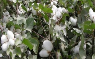 岡雜棉10號棉花品種簡介，二代棉鈴蟲一般不需防治