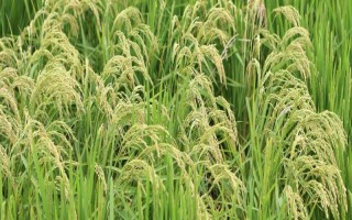 荃優(yōu)金24號水稻種子特點，秈型三系雜交水稻品種