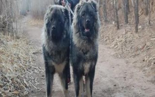 高加索犬和藏獒誰更厲害，高加索犬的體型更大但藏獒更兇猛