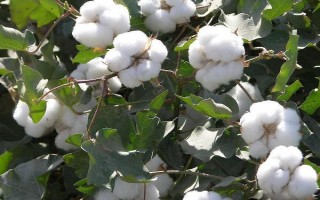 瑞雜818棉花品種簡(jiǎn)介，轉(zhuǎn)抗蟲(chóng)基因中熟雜交品種