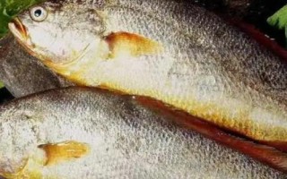 東海黃魚(yú)是不是黃花魚(yú)，黃花魚(yú)又叫做黃魚(yú)