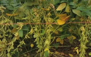 墾科豆17大豆種子簡介，防治大豆根腐病
