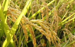 Y兩優(yōu)957水稻種子簡(jiǎn)介，每畝有效穗數(shù)16.6萬(wàn)穗
