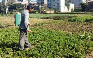 哪種蔬菜不能使用尿素，對(duì)芹菜使用尿素會(huì)降低品質(zhì)