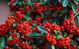 火棘的花語，寓意紅紅火火