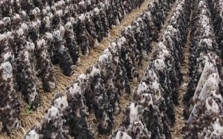 種木耳可以用哪些木頭，常使用柞樹(shù)、樺樹(shù)