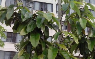 白蘭花葉子下垂沒精神的原因，可能是光照不足或土壤變質(zhì)等