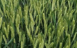 眾麥998小麥品種的特性，播種量每畝7-8kg