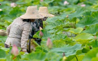 荷花光照不夠怎么處理，可移到光照好的環(huán)境中