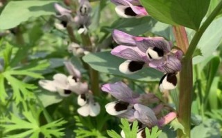 蠶豆的開花時(shí)間，通常為4-5月份或7-8月份