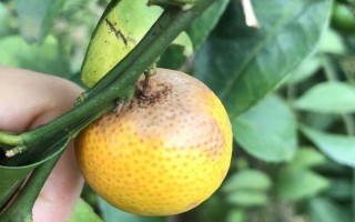 柑橘炭疽病怎么防治，定期噴施苯甲嘧菌酯等藥物