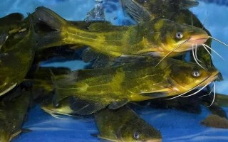 伊豆6號(hào)鉤可以釣多大魚，適合釣1斤至2斤的魚