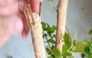 三角梅嫁接所用砧木，以長勢強(qiáng)的紫花三角梅為宜