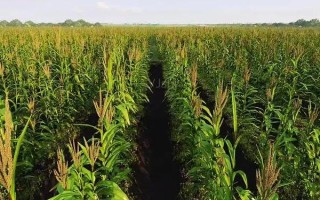 嶼誠1號玉米品種的特性，在適應(yīng)區(qū)5月1日左右播種