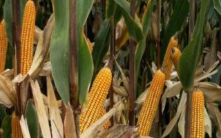 群策518玉米品種的特性，畝植密度以3000株左右為宜