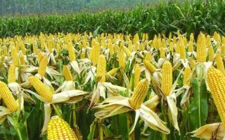 金科玉3306玉米種子特點，適宜播期4月下旬