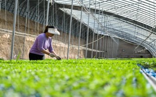 夏季蔬菜育苗要注意什么，及時(shí)分苗間苗可讓秧苗更粗壯