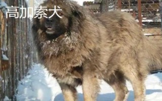 高加索犬和藏獒誰更厲害，高加索犬的體型更大但藏獒更兇猛