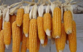 聚隆177玉米品種的特性，適宜播種期3月底至5月底