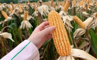 黑糯715玉米種子特征特性，保護地栽培可提早播種