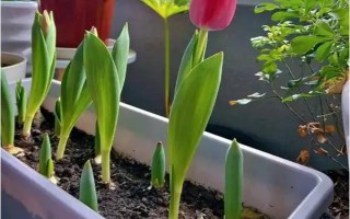 郁金香莖短花小的原因，可能是品種退化或受到遺傳基因的影響