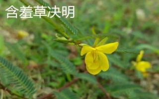 含羞草的生長環(huán)境，適合在溫暖濕潤且陽光充足的環(huán)境中生長