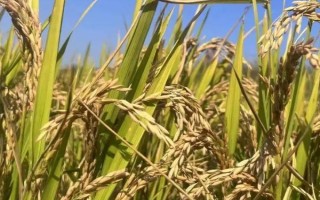 雜糧的種類(lèi)，主要包括高粱、谷子、蕎麥、燕麥等品種
