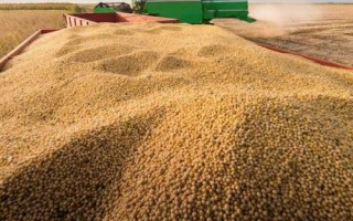 中黃212大豆品種簡介，適宜密度1.5萬株/畝左右