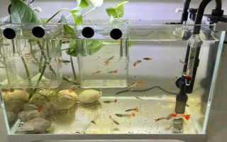 小瓜蟲是怎樣產生的，過度喂食、水質問題等均有可能
