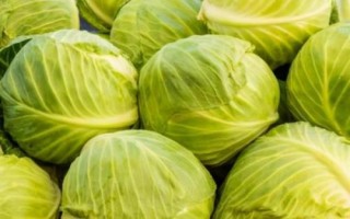 包菜可以保存多久，放入冰箱冷藏室可以保存一個多月