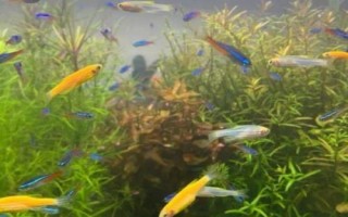 斑馬魚屬于卵生還是胎生動(dòng)物，繁殖方式為產(chǎn)卵