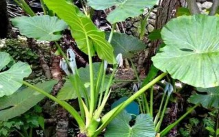 滴水觀音株型太大如何處理，切割植株能變得美觀挺拔