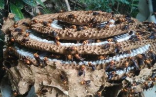虎頭蜂做窩風(fēng)水上有什么說法，自然現(xiàn)象無須擔(dān)憂