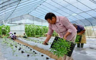 蔬菜幼苗的移栽技術(shù)，移苗應(yīng)在晴天上午進行