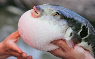 河豚的天敵是什么，常見天敵有石斑魚、狗母魚、裸胸鱔等