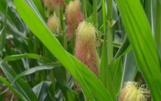 金科玉3320玉米品種簡(jiǎn)介，注意防治病蟲害