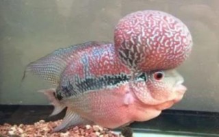 羅漢魚最佳水溫，需根據(jù)生長階段調(diào)整溫度