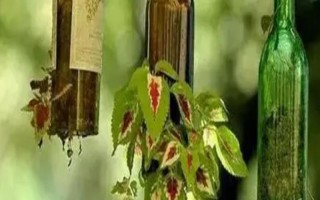 酒瓶怎么制作花盆，瓷器的玻璃的都適用