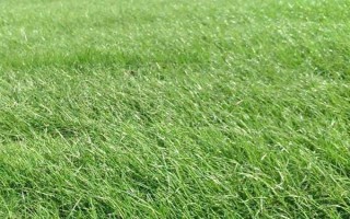 黑麥草的種植方法，在春季3-4月份種植為佳
