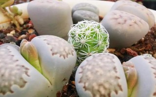生石花如何換盆，可在生長季節(jié)換盆