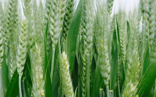 福高2號小麥品種的特性，每畝基本苗控制在12-14萬